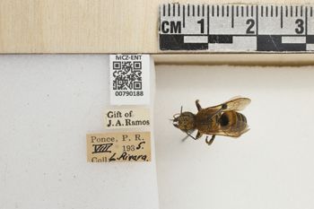 Media type: image;   Entomology 790188 Aspect: Labels